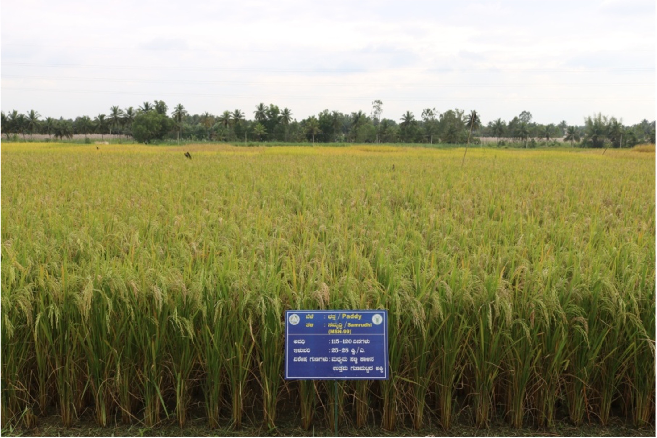 AICRP on Rice, Mandya