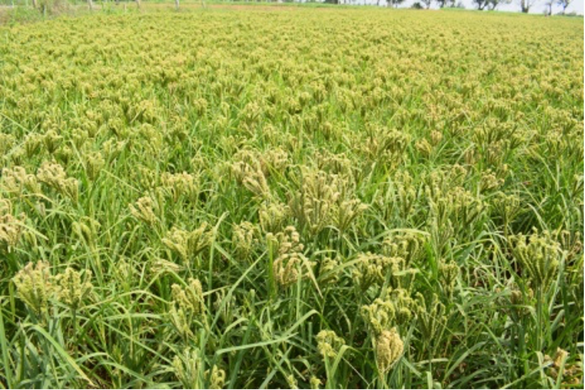 AICRP on Small Millets